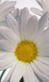 Organic Chamomile Herbal Tea