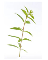 Organic Verbena Herbal Tea