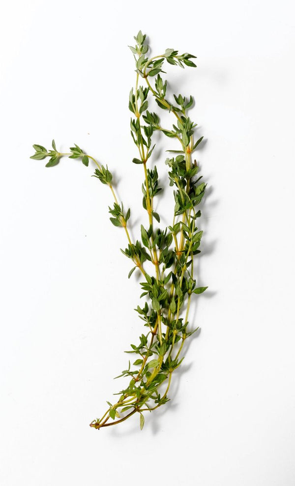 Tisane Bio Thym