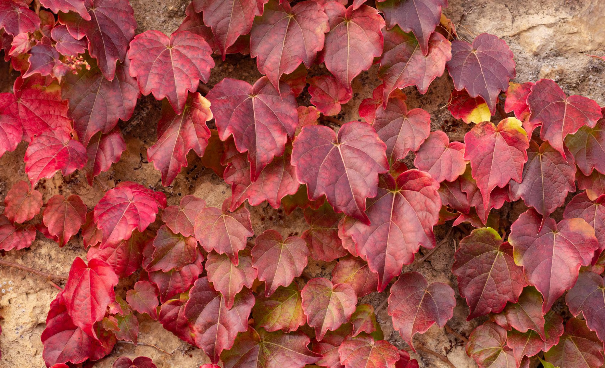 Dr Smith Vigne Rouge Bio