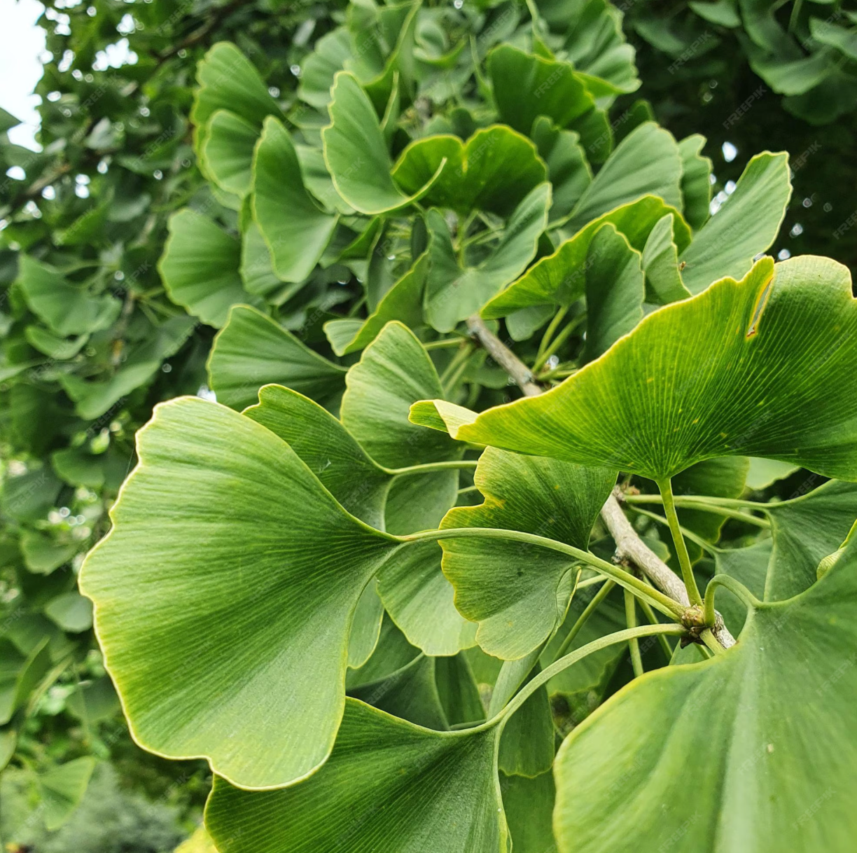 Dr Smith Ginkgo Biloba Bio