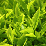 Dr Smith Organic Green Tea