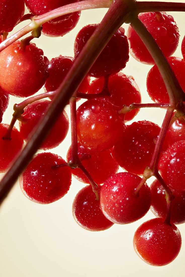 Dr Smith Cranberry
