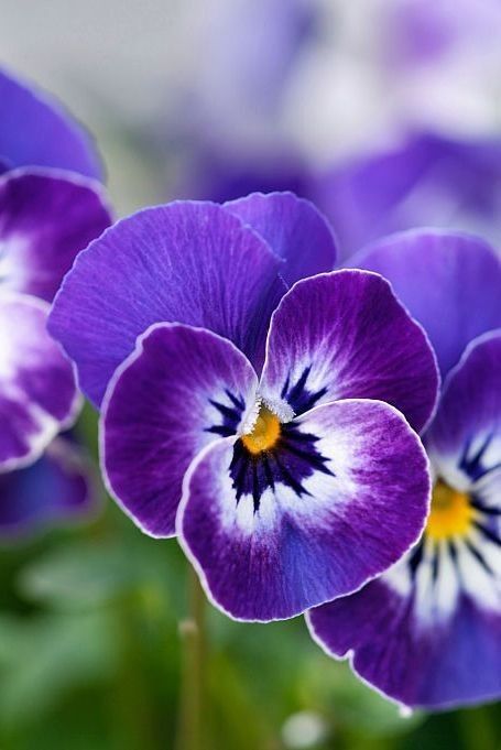 Dr Smith Organic Wild Pansy