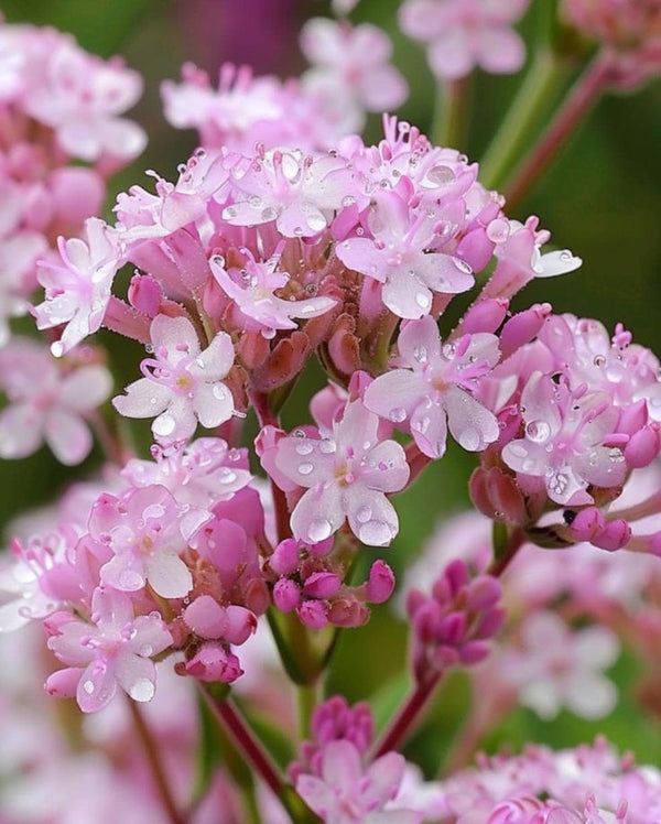 Dr Smith Organic Valerian