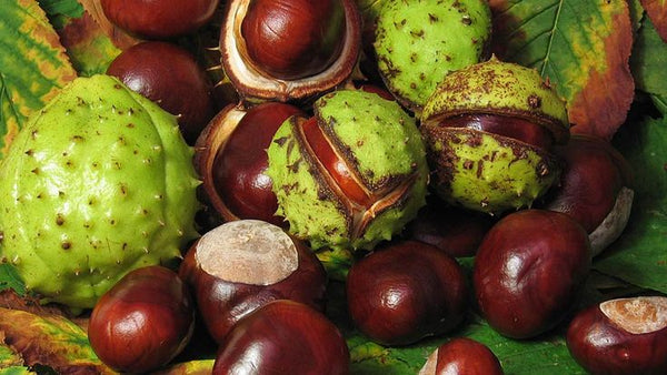 Dr Smith Organic Horse Chestnut