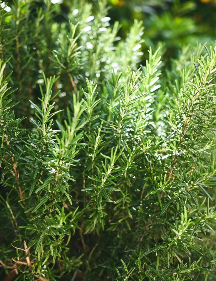 Tisane Bio Romarin