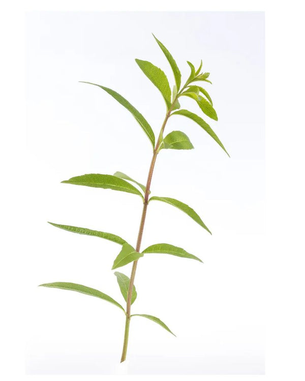 Tisane Bio Verveine